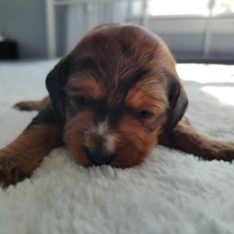 Boyd - Chocolate male Assorted Doodle Crosses puppy in Blackfoot, Idaho from Lucky Pup Meadows