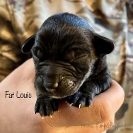 Fat Louie - Sable male Schnoodle puppy in Sedalia, Missouri from Farmer Brown's Puppies