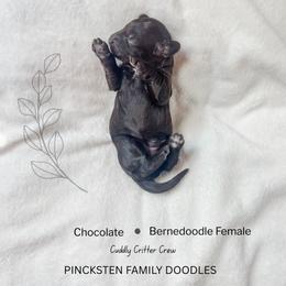 Bunny - Brown female Bernedoodle puppy in Jackson, Missouri from Pincksten Family Doodles