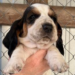 Lavender collar - Black brown and white female Basset Hound puppy in Kenansville, Florida from Fancy Hounds