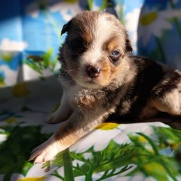 Glory (blue merle) - Blue merle female Australian Shepherd puppy in Okeechobee, Florida from Rothsolid Puppies