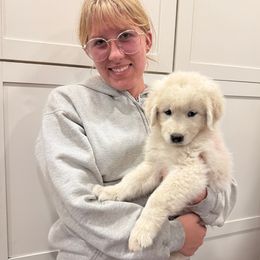 Pink-Yellow Girl - White female Maremma Sheepdog puppy in Kings County, California from Prancing Pony Farm Maremma Sheepdogs