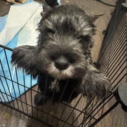 Miniature Schnauzer Puppies from Twisted R Farm