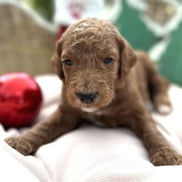 Brownie - Red  male Goldendoodle puppy in Clermont, Florida from Da Ruba Doodles