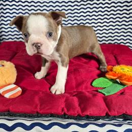 Winton - Lilac male Boston Terrier puppy in Millers Creek, North Carolina from Tumbling Shoals Hilltop Bostons