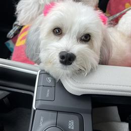 Maple - Havanese