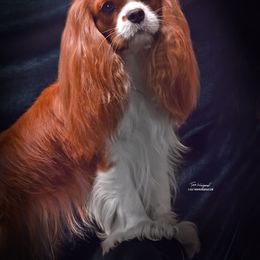 Katy - Cavalier King Charles Spaniel