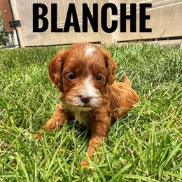 Blanche - Red  female Goldendoodle puppy in Bountiful, Utah from Red Brick Doodles
