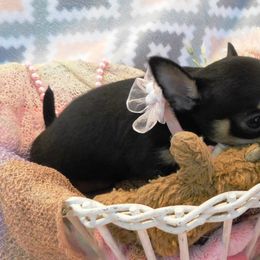 Chihuahua Puppies from Fine Whines & Lickers