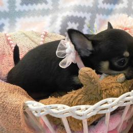 Chihuahua Puppies from Fine Whines & Lickers