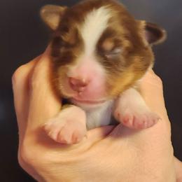 Red tri girl 4 - Red tri female Toy Australian Shepherd puppy in Hampton, Tennessee from TC Farms Stock Dogs - Miniature Australian Shepherds