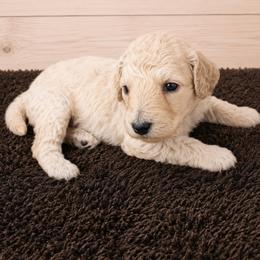 Angel - Cream female Poodle puppy in Washington, Pennsylvania from Patriotic Poodles