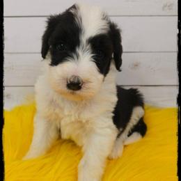 Beefaroni - Black and white male Sheepadoodle puppy in Farley, Iowa from Iowa's Doodle Co.