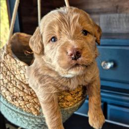 Yahtzee - Parchment female Labradoodle puppy in Sussex, Wisconsin from Dancing Doodles