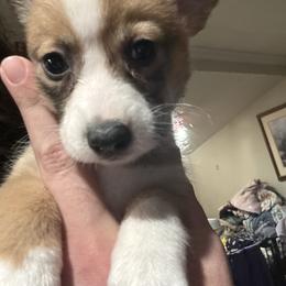 Comet - Sable female Pembroke Welsh Corgi puppy in Orangevale, California from Corgis of the Heart