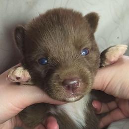 Valerion - Red and white male Siberian Husky puppy in Richland, Mississippi from Feazell’s Siberian Huskies
