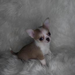 Sable Spotted - Sable spotted white female Chihuahua puppy in Fargo, North Dakota from Wild Prairie Chihuahuas