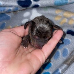 Santa - Dapple male Dachshund puppy in Liberty Hill, Texas from Champion Dachshunds