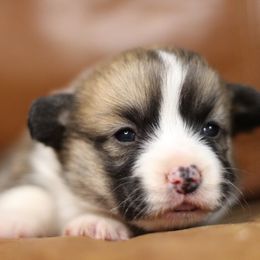 Pembroke Welsh Corgi Puppies from Ayers Acres Corgis