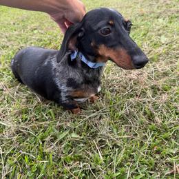 Darby - Dachshund