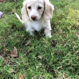 Dachshund Puppies from A-Z Dachshunds