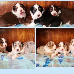Australian Cattle Dog and Australian Shepherd Puppies from Silver Bitch Stables