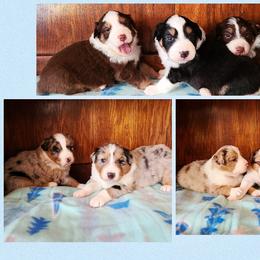 Australian Cattle Dog and Australian Shepherd Puppies from Silver Bitch Stables