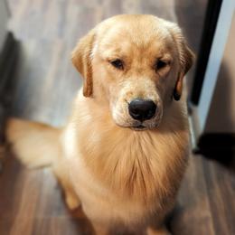 Australian Shepherd and Golden Retriever All Grown Up from Shadomoon