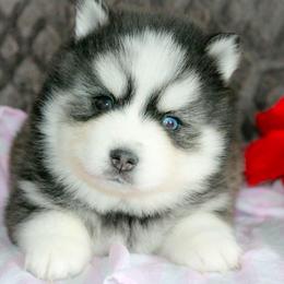 Dash - Black and white male Pomsky puppy in Bremen, Indiana from AMS Pomeranians and Pomskies in Indiana