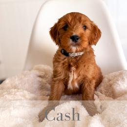 Cash - Red  male Goldendoodle puppy in Melba, Idaho from KZ Doodles