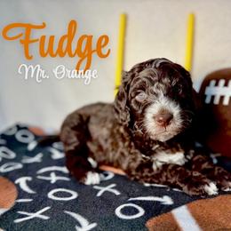 Fudge - Chocolate male Australian Labradoodle puppy in Richmond, Kentucky from Happy Time Doodles
