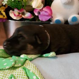German Shepherd Puppies from Froschwald Kennels