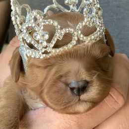 Cavapoos from Cavapoos R4 Cuddles