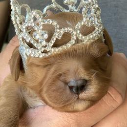 Cavapoos from Cavapoos R4 Cuddles