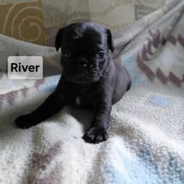 River - Black male Pug puppy in Hartsville, South Carolina from PearlsPlayhousePugs