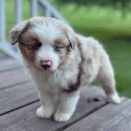 Simms - Red merle male Miniature Australian Shepherd puppy in Brookshire, Texas from P's Aussies