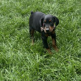 Lily - Black and rust Doberman Pinscher puppy in Aurora, Colorado from Davis Doberman Pinschers