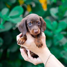 Gia - Chocolate and tan female Dachshund puppy in Fort Myers, Florida from Blossom Paws