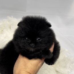 Pomeranian Puppies from Silver’s Reigning Heir Poms