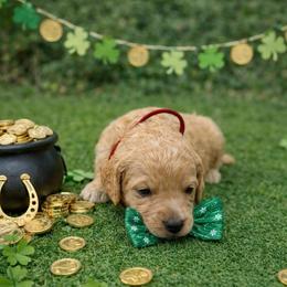 Spider Man - Cream male Goldendoodle puppy in Houston, Texas from Were The Mack'Doodles