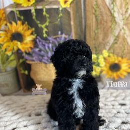 Cavalier King Charles Spaniel, Golden Retriever, and Poodle Puppies from Fluffy Buttz