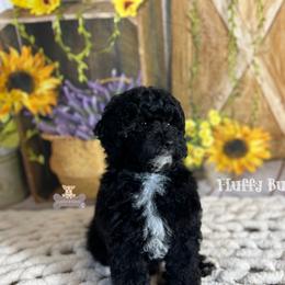Cavalier King Charles Spaniel, Golden Retriever, and Poodle Puppies from Fluffy Buttz