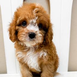 Tux - Tri-color male Cavapoo puppy in Peoria, Arizona from Cactus Doods