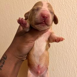 Boy 1 - Cream male Dachshund puppy in Orem, Utah from Miekca’s Dachshunds