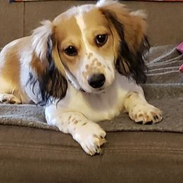 Maisy - Dachshund