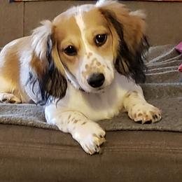 Maisy - Dachshund
