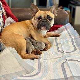 Bailee - Bulldog