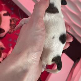 Papillon Puppies from Kerwan Papillons