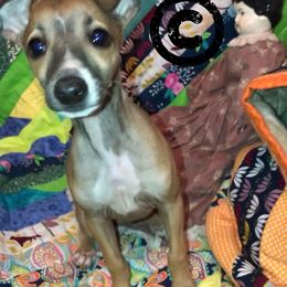 Italian Greyhound Puppies from Amayz Italian Greyhounds