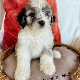 Mr Potato Head - Blue merle male Aussiedoodle puppy in Sulphur Bluff, Texas from V6 Ranch Dogs